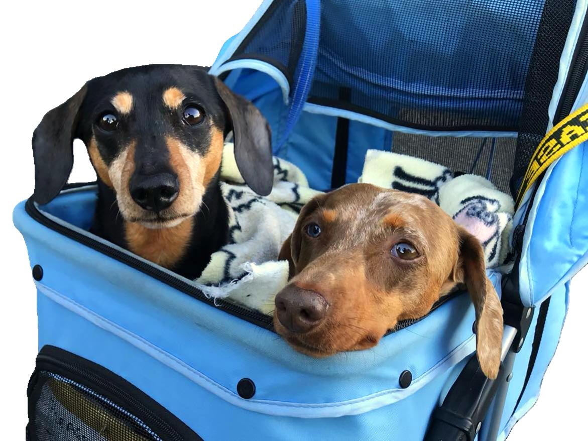 Two Dachshunds relaxing in their disability cart