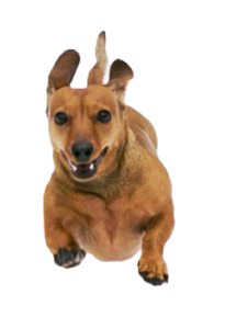 Dachshund running, captured in mid-air