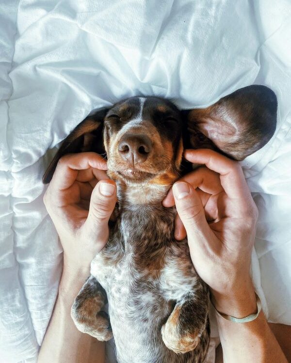 Dapple Dachshund laying on its back enjoying a face massage