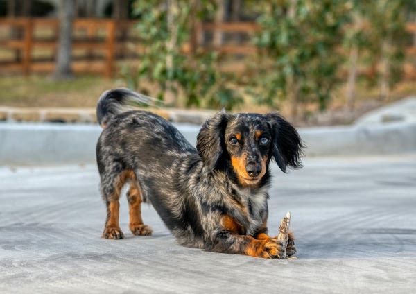 Dapple Dachshund playing with bone