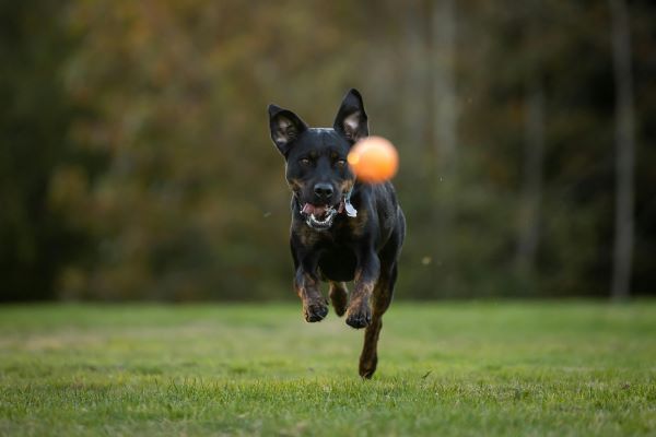 Mixed breed dog chasing a ball in the park