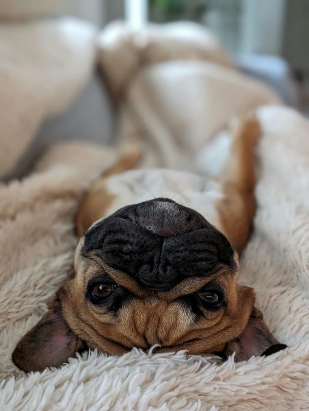 French Bulldog, laying on his back, looking into the camera