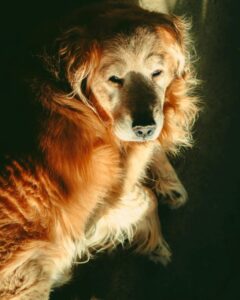 Old Golden Retriever laying in the sun