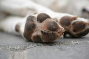 Paws of sleeping dog