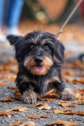 Young rough-coated Dachshund, doing a play bow
