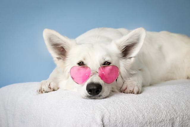 White dog with pink heart glasses on, relaxing on a cushion