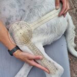 Goniometry on dog's stifle