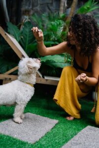 little white dog looking up at owner's hand, which is holding a treat