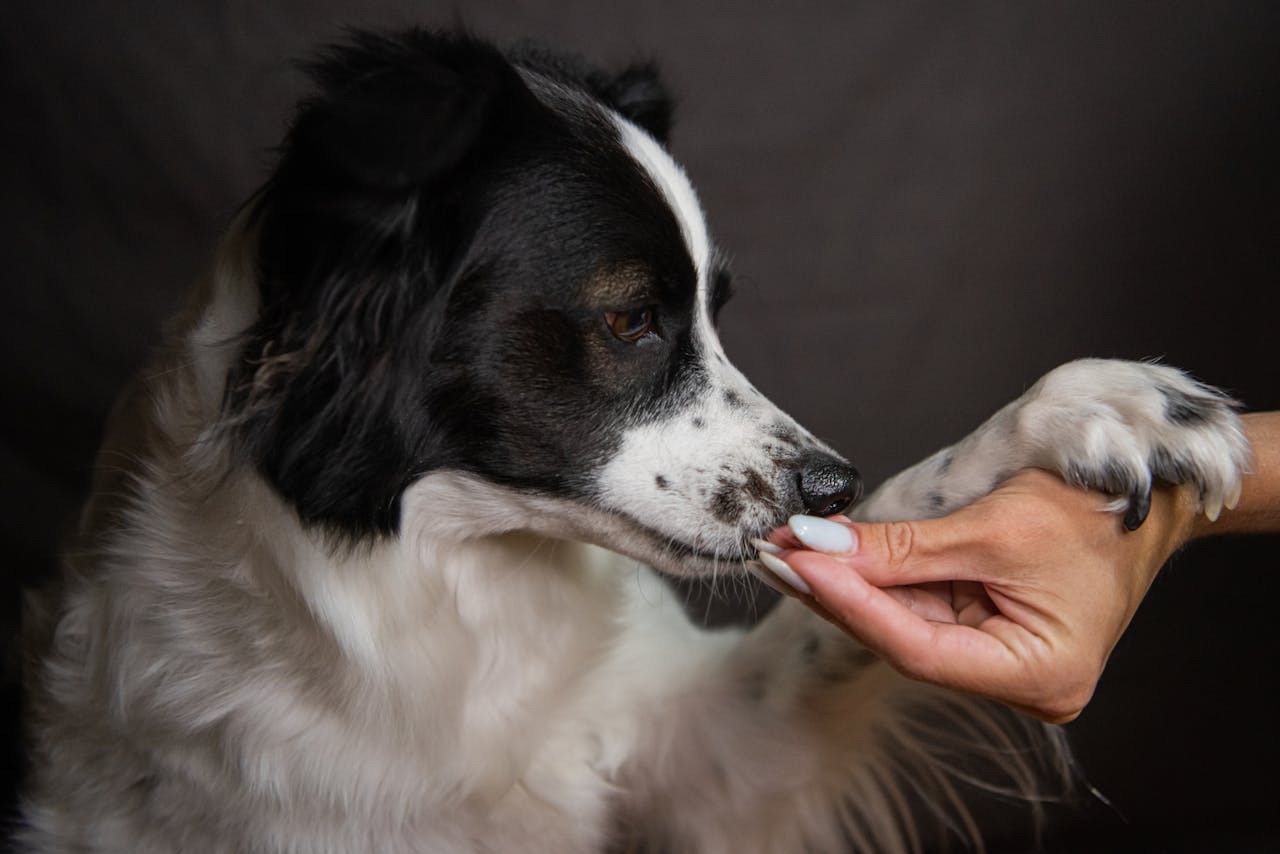 Black and white dogmreceiving a treat with the hand right in front of the dog's nose and the dog has his paw resting on the hand