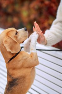 beagle cross doing sit pretty with both front paws doing a high five with the owners hand