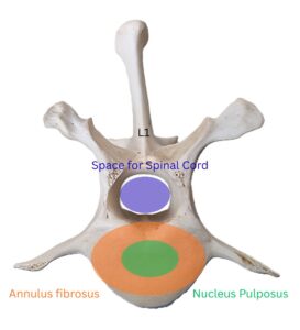 Cross section L1 vertebra