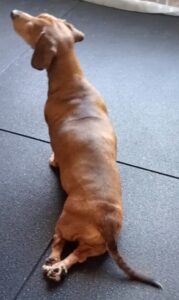 Dachshund with disabled hind legs