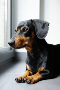 Close-up of a dachshund dog sitting by a window, gazing outside on a sunny day.
