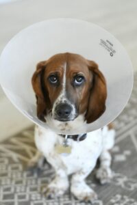 Close-up of a sad Basset Hound wearing a medical dog cone indoors