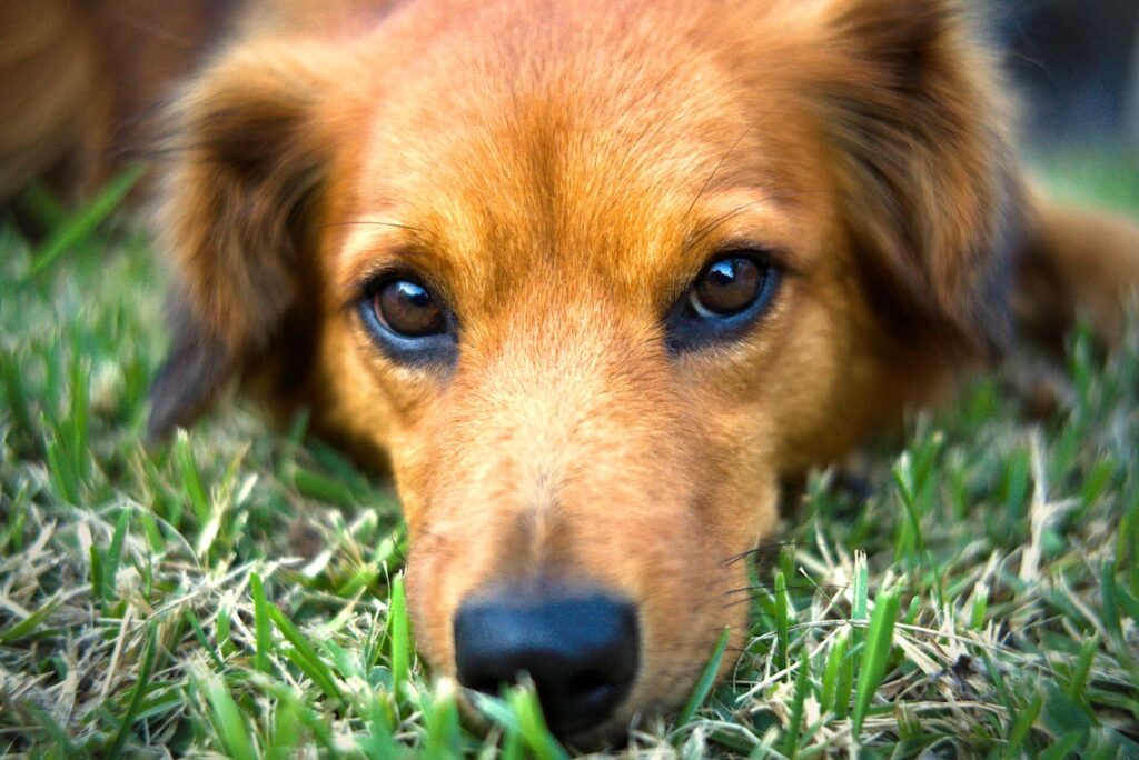 Close-up of a brown dog's face resting on vibrant green grass