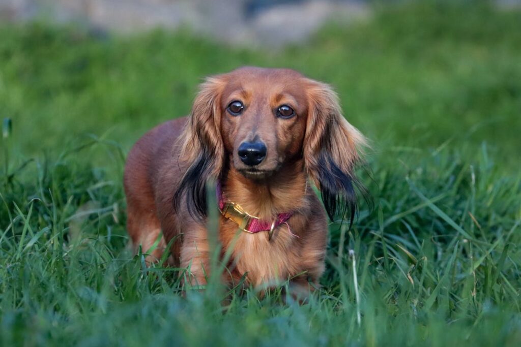 Adorable Dachshund with red fur and droopy ears in grassy field
