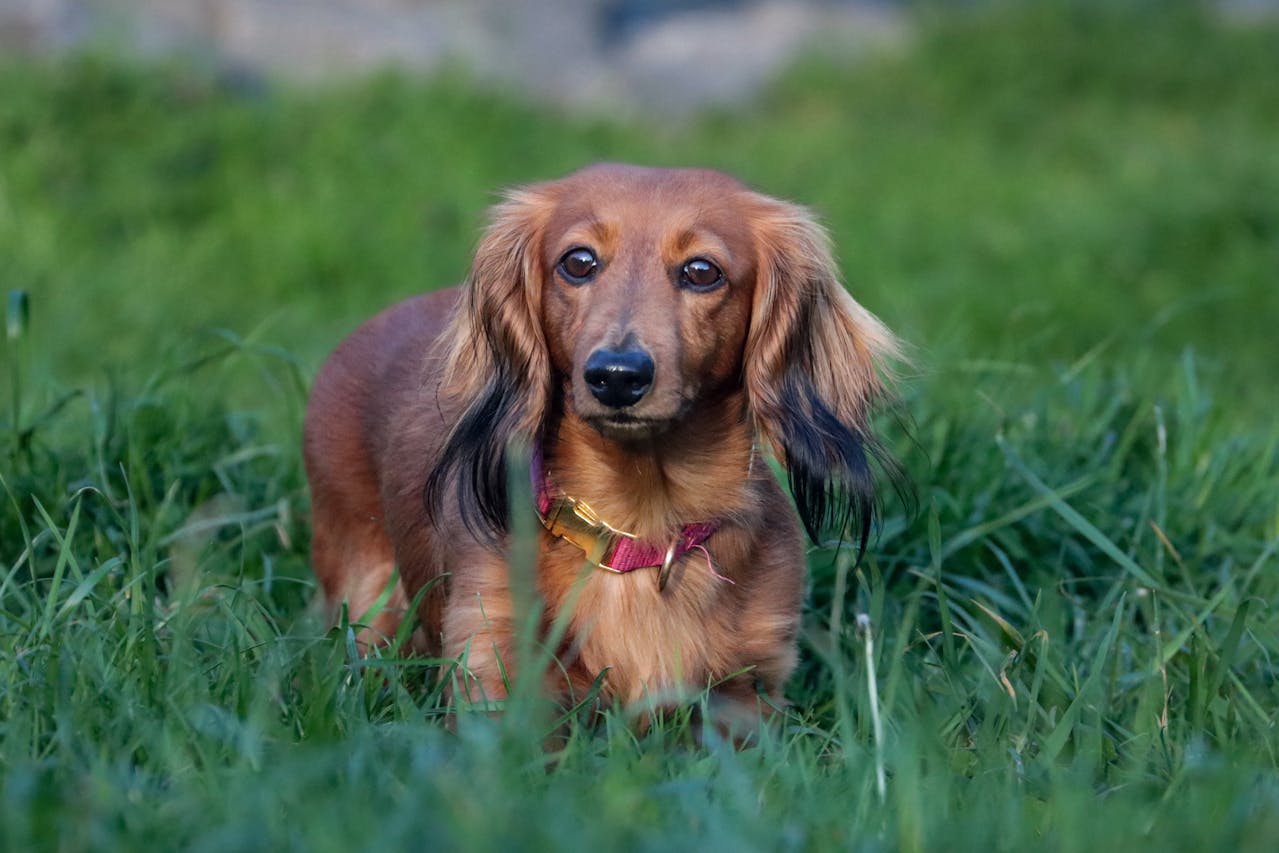Adorable Dachshund with red fur and droopy ears in grassy field