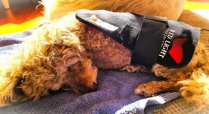 Old brown Moodle resting on a bed with a red light therapy device on its back
