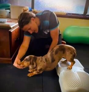 Dapple Dachshund doing a push up with the hind legs on a Propel Airplatform