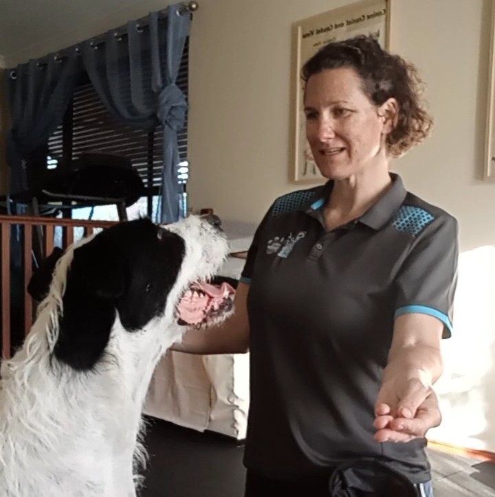 White and black dog looking at its handlers face when doing an exercise