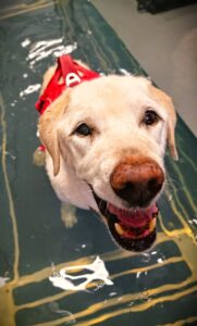 Old Labrador smiling into the camera whilst walking in an Underwater Treadmill