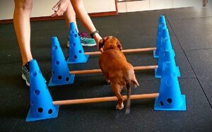 Tan Dachshund walking over Cavaletti rails