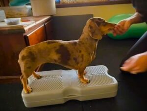 Dapple Dachshund balancing on a Propel Airplatform