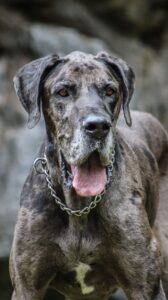 A close-up portrait of a large Great Dane wearing a chain collar, facing the camera with its mouth open and tongue out in a relaxed, panting expression. The dog has a brindle-grey coat with subtle mottling and soft facial features. The background is heavily blurred in muted grey-green tones, keeping full focus on the dog’s face and upper chest.