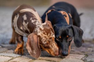 Two Dachshunds sniffing at a spot on the ground