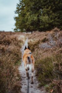 A rear-view outdoor photograph of a dog walking away along a narrow sandy path through low heath and grassland. The dog is wearing a harness with a leash extending back toward the camera. Tall trees line the path ahead, and the surrounding vegetation is soft and earthy in tone, creating a natural, quiet countryside scene with a strong sense of depth and direction.