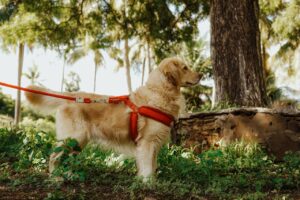 A side-profile outdoor photograph of a golden retriever wearing a bright orange harness and matching leash, standing on grass beside a tree in a park-like setting. The dog is facing to the right with a calm, alert expression. The background features soft-focus greenery, palm trees, and natural light filtering through the foliage, creating a warm, relaxed outdoor atmosphere.