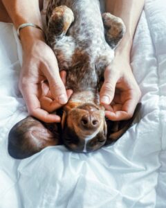 Dachshund laying on his back enjoying a face massage