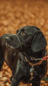 A close-up side-profile photograph of a black dog wearing a muzzle-style head halter and a collar with a leash clip. The dog is looking to the left with a calm, attentive expression. The background is softly blurred in warm brown and orange tones, creating a shallow depth-of-field effect that keeps focus on the dog’s face and harness.