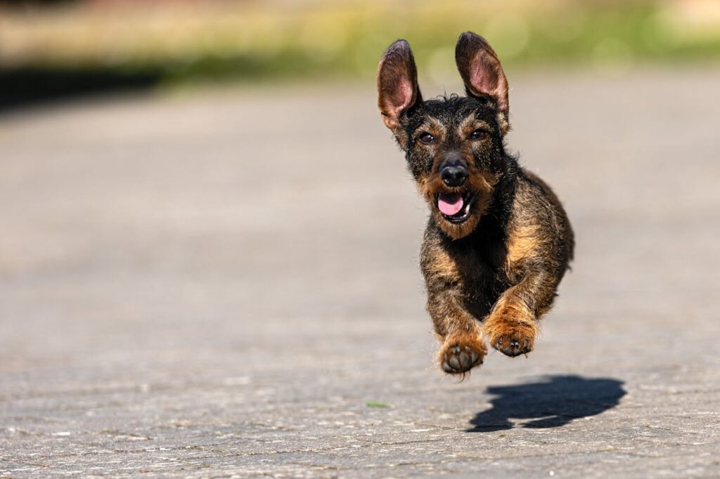 Rough haired young Dachshund running along the road with ears flying in the wind