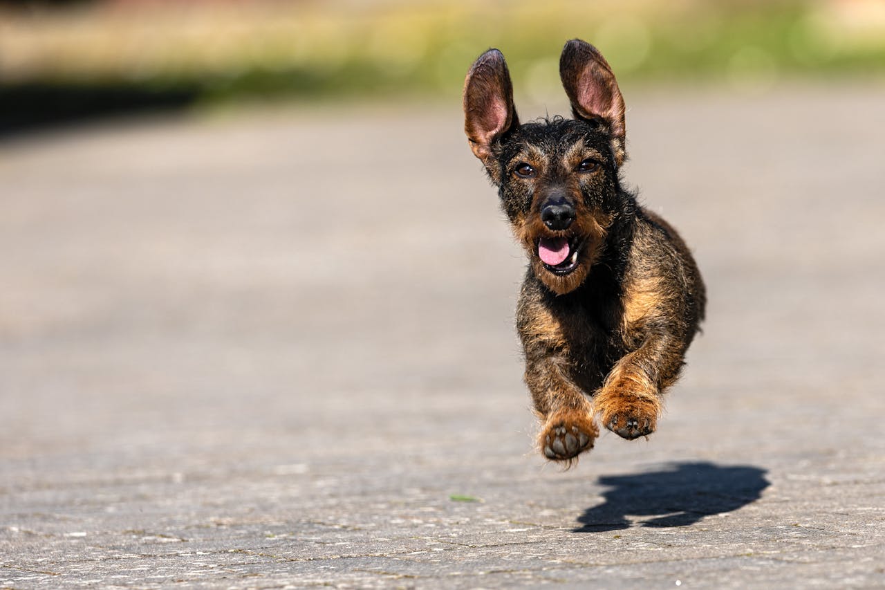 Rough haired young Dachshund running along the road with ears flying in the wind