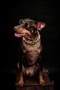 A studio-style portrait of a small dark brown dog with tan markings, wearing round sunglasses and a thick gold chain collar. The dog is sitting upright on a wooden surface against a deep black background, facing slightly to the left with its mouth open and tongue visible in a relaxed, playful expression.