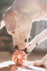 face of white dog sniffing at a feeding puzzle