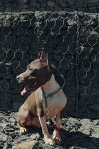 A medium-sized brown and white pit bull–type dog sitting on rocky ground in front of a gabion stone wall reinforced with wire mesh. The dog is wearing a patterned collar and leash, with its tongue out and head turned to the left, appearing alert and relaxed. The scene is outdoors in bright natural light with strong textures from the stone and wire fence in the background.
